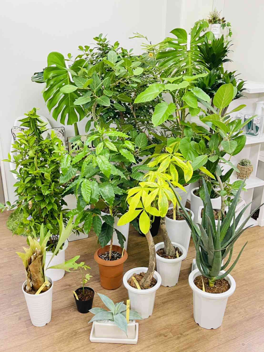 アロエ・ヘラクレスの一覧｜🍀GreenSnap（グリーンスナップ）