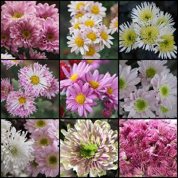 食用菊 もってのほか の投稿画像一覧 Greensnap グリーンスナップ