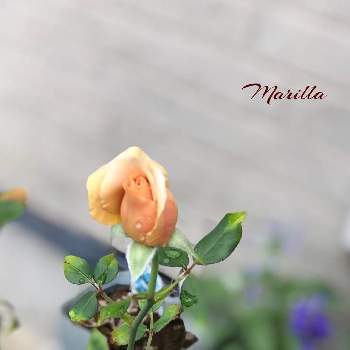 薔薇 ジュリアの画像 by Marillaさん | 小さな庭と薔薇 ジュリアと薔薇が好きと薔薇のある庭