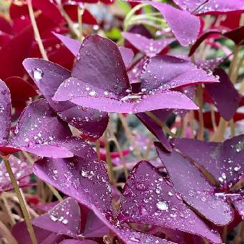 オキザリス 紫の舞（トライアングラリス）の画像 by tazさん | 小さな庭とオキザリスとオキザリス 紫の舞（トライアングラリス）と観葉植物