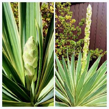 ユッカ グロリオサ バリエガータの投稿画像一覧 Greensnap グリーンスナップ