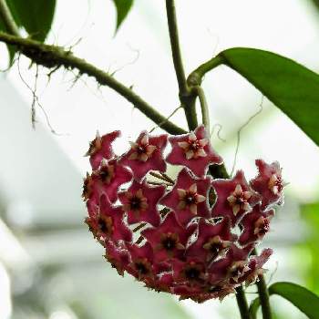 面白い形の投稿画像一覧 Greensnap グリーンスナップ