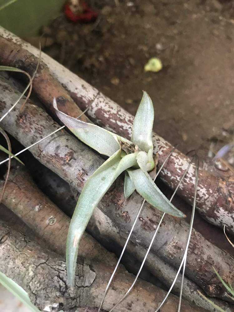 チランジア復活の記録 Greensnap グリーンスナップ