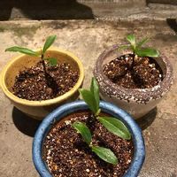 沈丁花 ジンチョウゲ の育て方 植え付けや植え替え時期は 剪定は必要 Greensnap グリーンスナップ 沈丁花 ジンチョウゲ の育て方 植え付けや植え替え時期は 剪定は必要 Greensnap グリーンスナップ