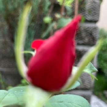 バラの蕾が綺麗 の投稿画像一覧 Greensnap グリーンスナップ