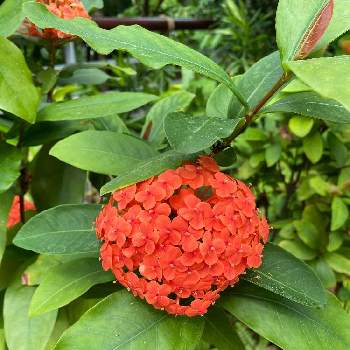 サンタンカ の投稿画像一覧 Greensnap グリーンスナップ