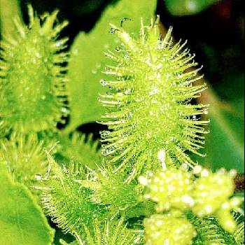 オナモミの投稿画像一覧 Greensnap グリーンスナップ