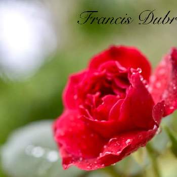 フランシス・デュブリュイの画像 by ゆらさん | 小さな庭とフランシス・デュブリュイとバラとばら バラ 薔薇とゆら＊バラとおうち園芸と花のある暮らしと薔薇♪と今日も元気に♪とバラ・ミニバラ