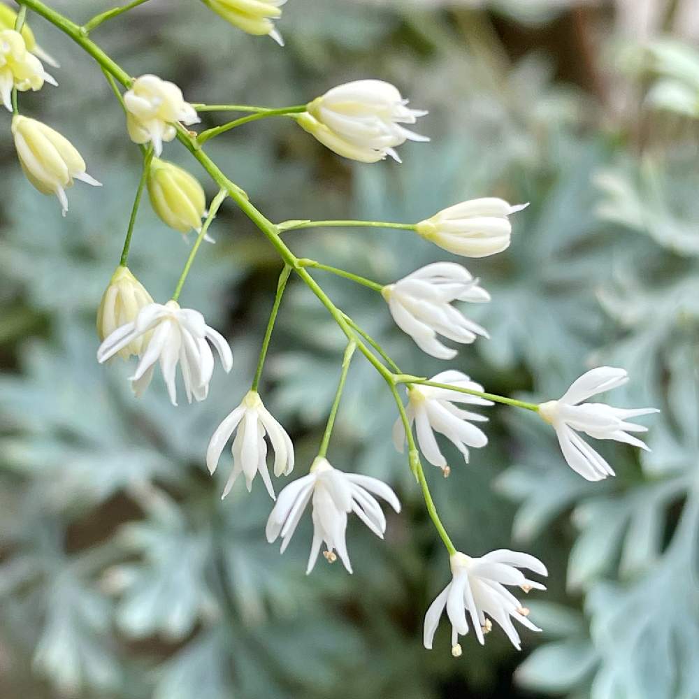 野洲ハナセキショウの投稿画像 By Pt Yamahiroさん 小さな庭とスマホ撮影と我が家の花 達と山野草と花壇とアップ写真とフラワーとマイガーデンとgs映えと21年9月に投稿した花とおうち園芸と植中毒と我が家の花壇とお花畑 と我が家の庭と花 好きとガーデニングと花のある
