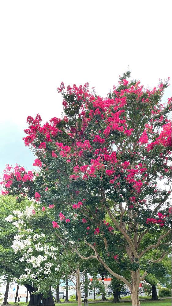 サルスベリ 百日紅白花 の投稿画像 By わこさん サルスベリ 百日紅 と散歩と懐かしい場所と寄り道とサルスベリと壁 天井と山野木と散歩と懐かしい場所と寄り道と山野木 21月9月3日 Greensnap グリーンスナップ Greensnap グリーンスナップ