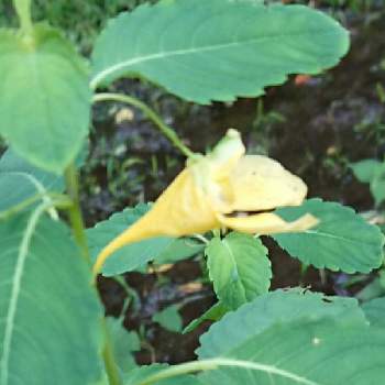 キツリフネソウの投稿画像一覧 Greensnap グリーンスナップ