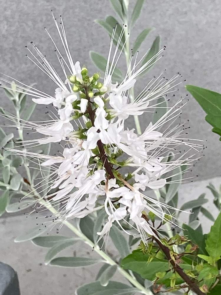 クミスクチン ねこのひげ の投稿画像 By Manabeさん 猫のヒゲとネコノヒゲとお出かけ先と白花と病虫害少ないとシソ科オルトシホン属と丈夫 と暑さに強いと白花と病虫害少ないとシソ科オルトシホン属と丈夫 と暑さに強い 21月9月3日 Greensnap グリーンスナップ