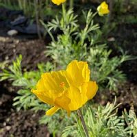 ポピーの育て方 種まきで発芽率を高めるポイントとは Greensnap グリーンスナップ ポピーの育て方 種まきで発芽率を高めるポイントとは Greensnap グリーンスナップ