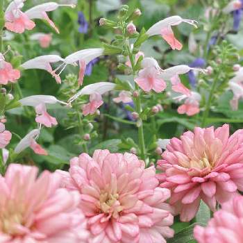 #PWの花の画像 by ちょこっちさん | 小さな庭と#スーパーサルビアロックンロールブルーティアーズとピンク好き♪とガーデニング♪とサルビア♪と#PWの花とジニアザハラ♪