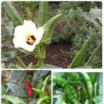 トウガラシの投稿画像一覧 Greensnap グリーンスナップ