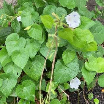 西洋朝顔 ミルキーウェイの投稿画像一覧 Greensnap グリーンスナップ