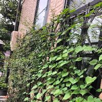 モッコウバラの育て方 鉢植えや挿し木 冬を越す方法は 植え替えは必要 Greensnap グリーンスナップ