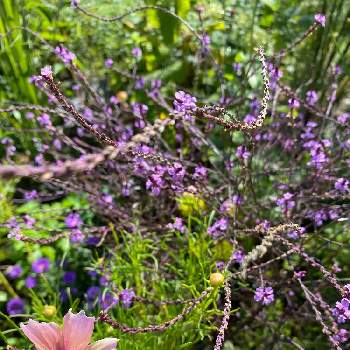 バーベナバンプトンの投稿画像一覧 Greensnap グリーンスナップ