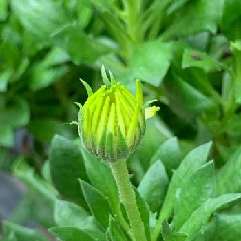 キララの投稿画像一覧 Greensnap グリーンスナップ