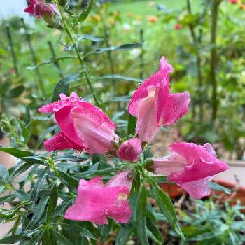雨宿りの画像 by つくしちゃんさん | 金魚草とピンクLOVEとお庭のお花と雨宿りとこぼれ種と鉢植えとお花のある生活