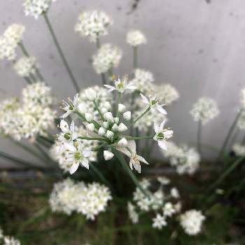 ホワイトレースフラワーの投稿画像一覧 Greensnap グリーンスナップ