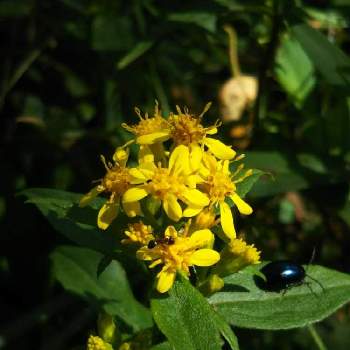 ミヤマアキノキリンソウの画像 by ジャージーさん | お出かけ先とミヤマアキノキリンソウと野の花と山野草と黄色い花と多年草と小さい花と北海道