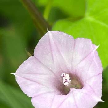 ガーデニング,お花,小道,薔薇♪,バラ・ミニバラの画像