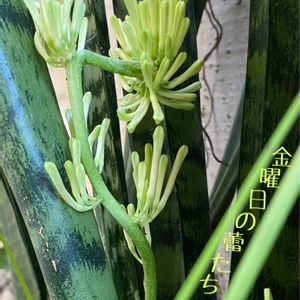 サンスベリア,シラサギカヤツリ,サンスベリア ゼラニカ,南国,地植えの画像