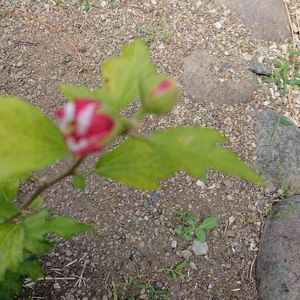 むくげ,金曜日の蕾たち,金曜日の蕾たちに投稿,広い庭の画像