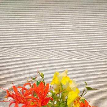 ヘデラ♡の画像 by あななさん | 玄関と彼岸花と花のある生活ときんぎょ草♡と暮らしに花をとヘデラ♡と花のある暮らし