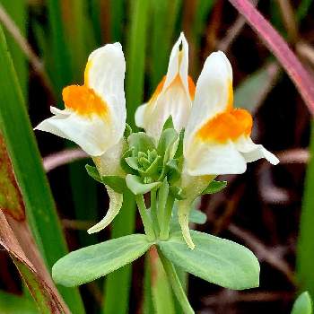 日本固有種の投稿画像一覧 Greensnap グリーンスナップ