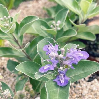 砂浜の植物の投稿画像一覧 Greensnap グリーンスナップ