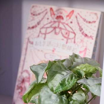 シンゴニウム ホワイトバタフライの画像 by 凛花さん | インテリアとシンゴニウム ホワイトバタフライと観葉植物とインテリアグリーンとわが家の観葉植物❢と観葉植物のある暮らし