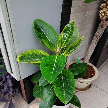 北向きガーデンの投稿画像一覧 Greensnap グリーンスナップ