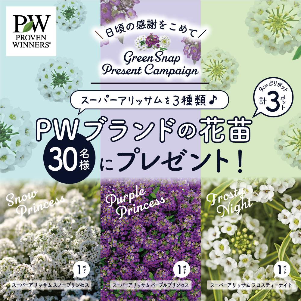 Pwプレゼントキャンペーンの投稿画像 By Provenwinnersさん Pwとpwのある暮らしとキャンペーンとガーデリンクとpwガーデリンクとpwプルーブンウィナーズとプルーブンウィナーズとproven Winnersと アリッサムとpw育てたとスーパーアリッサムとスイートアリッサム とpw