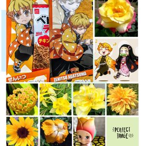 オダマキ,ガザニア,ダリア,チューリップ,ハイビスカスの画像