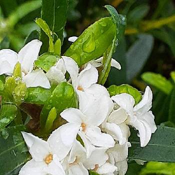 四季咲き沈丁花の投稿画像一覧 Greensnap グリーンスナップ