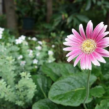 宿根ガーベラの投稿画像一覧 Greensnap グリーンスナップ