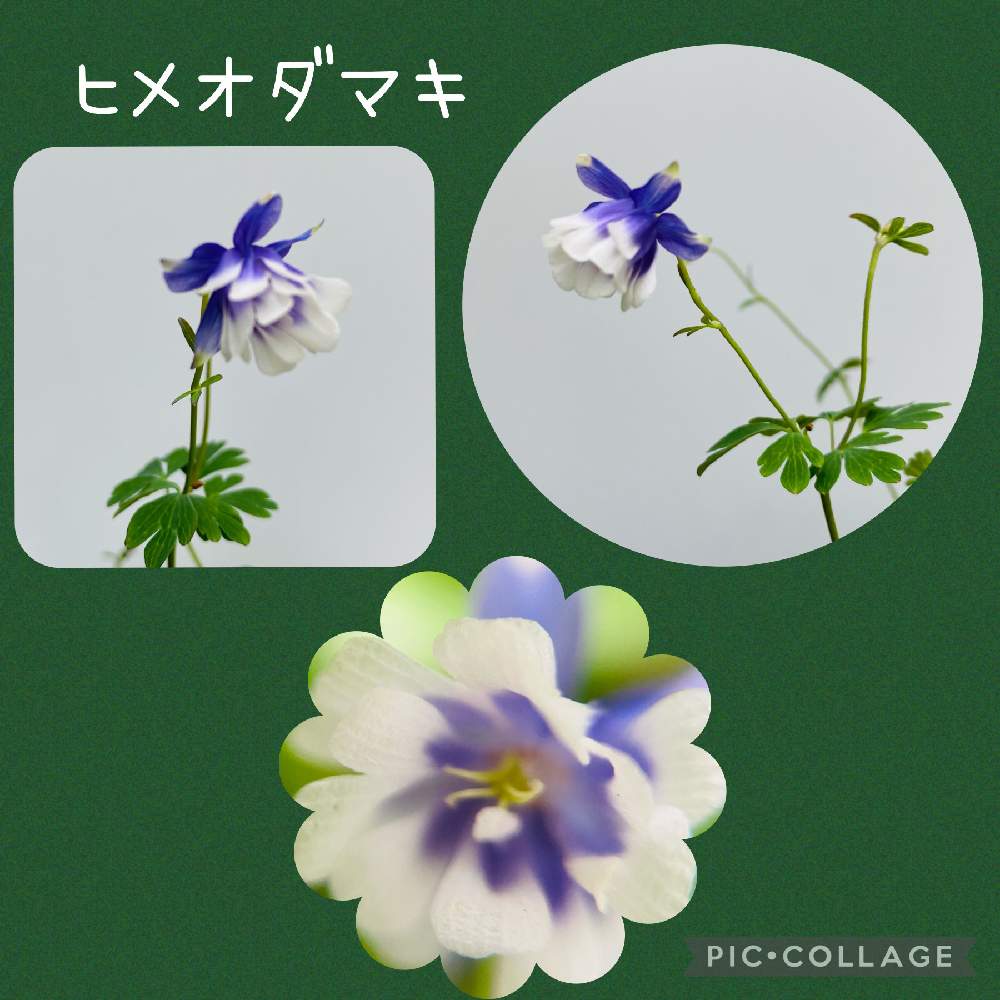 玄関の画像 by nanairoFさん | 玄関と可愛いなとチーム・ブルーＮＯ.048とヒメオダマキと花のある暮らしと青い花マニアとチーム・ブルーと紫の花