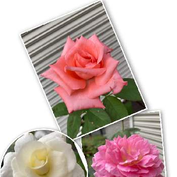 挿木からの画像 by えむさん | 小さな庭と花のある暮らし♡とピンクの薔薇と白薔薇.とおうち園芸と挿木からと薔薇初心者と可愛いと金曜ローズショー