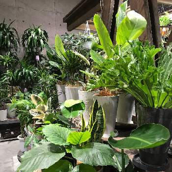お店の植物の画像 by きゃらめる©︎さん | 観葉植物を楽しむと緑に囲まれてと観葉植物とお仕事と観葉植物好きとお店の植物と今日の観葉植物と長雨に負けず