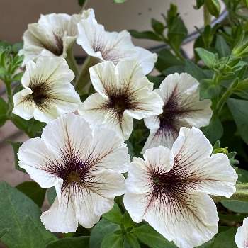 ペチュニア カプチーノの投稿画像一覧 Greensnap グリーンスナップ