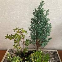 マサキの育て方 植え付け時期や挿し木の方法は Greensnap グリーンスナップ マサキの育て方 植え付け時期や挿し木の方法は Greensnap グリーンスナップ