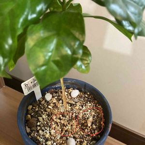 観葉植物,キノコ！,100均観葉植物,部屋の画像