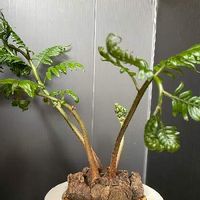 リュウビンタイの育て方 植え付けや水やり方法は 枯れる原因はなに Greensnap グリーンスナップ