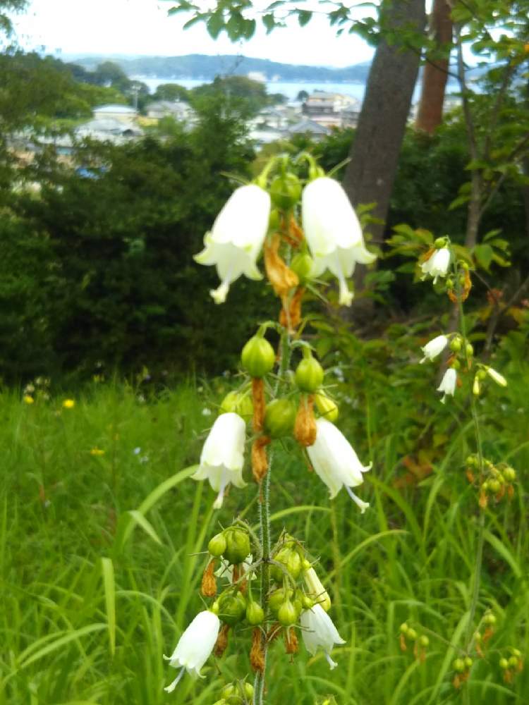 ハクサンシャジンの投稿画像 By ケニチさん ハクサンシャジン 白 と公園と白い花と青空の下と公園と白い花と青空の下 21月9月4日 Greensnap グリーンスナップ Greensnap グリーンスナップ
