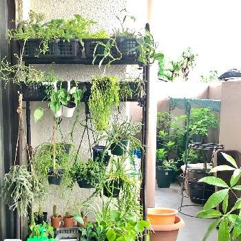 リプサリス ホリダの投稿画像一覧 Greensnap グリーンスナップ