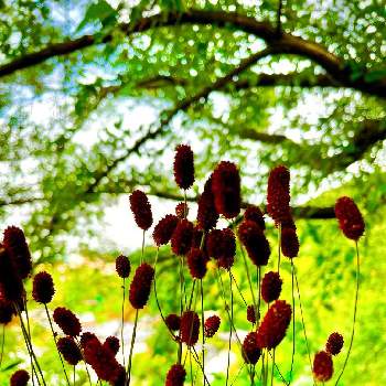 花弁が無い花の投稿画像一覧 Greensnap グリーンスナップ