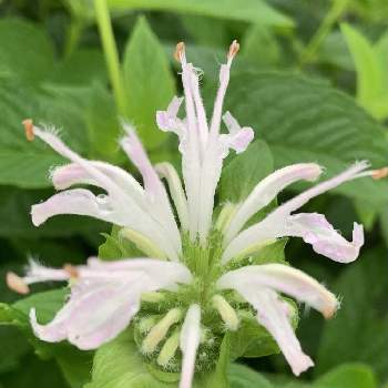 ベルガモットの投稿画像一覧 Greensnap グリーンスナップ