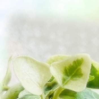 ヘデラ 雪ほたるの投稿画像一覧 Greensnap グリーンスナップ